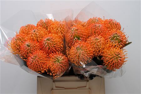 <h4>Leuco Ayoba Peach</h4>