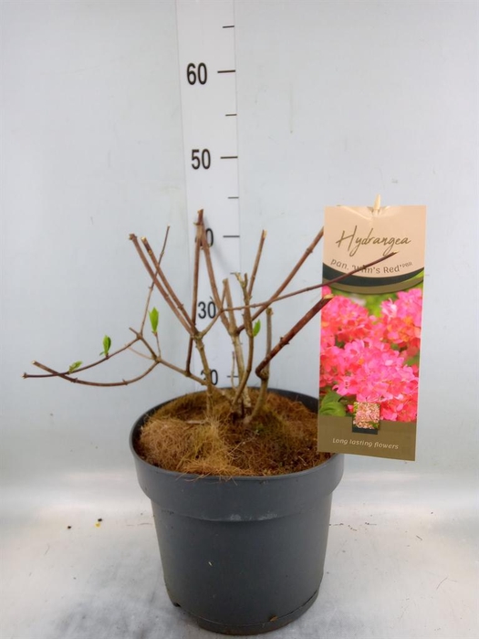 <h4>Hydrangea pan.</h4>