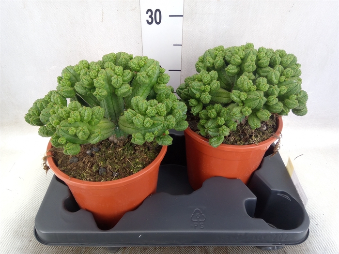 <h4>Euphorbia baioensis</h4>