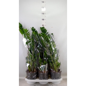 Zamioculcas zamiifolia