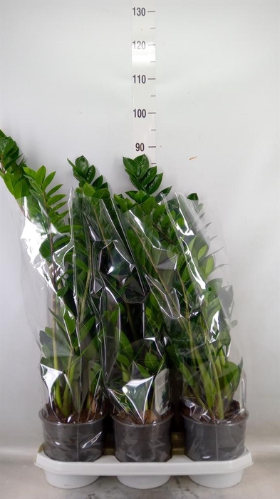 <h4>Zamioculcas zamiifolia</h4>