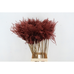 DF Miscanthus 90cm Brown