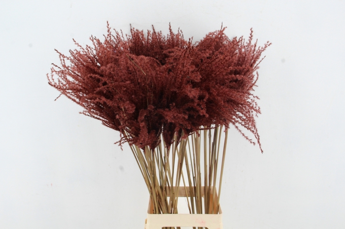 <h4>DF Miscanthus 90cm Brown</h4>