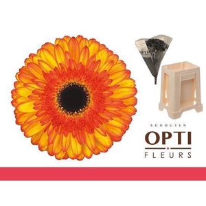 Gerbera Spotlight Water / Hoes