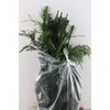 Calocedrus Decurrens