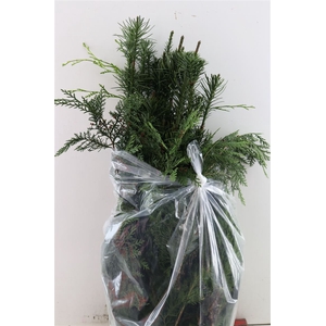 Calocedrus Decurrens