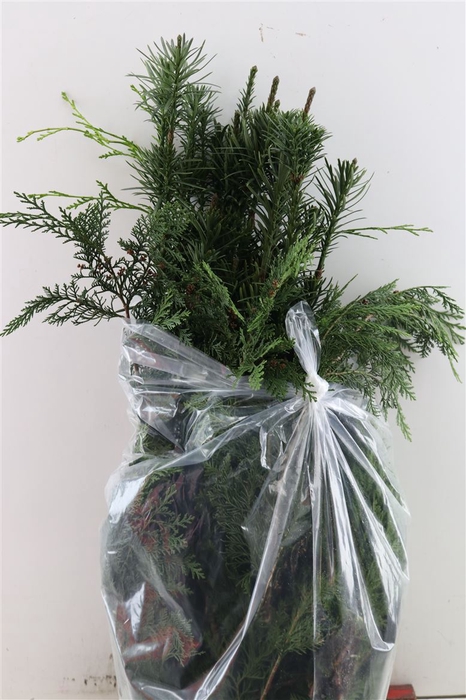 <h4>Calocedrus Decurrens</h4>