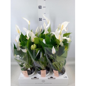 Anthurium  'Banderola Cava'