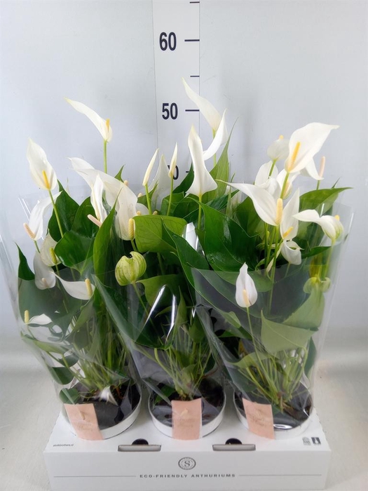 <h4>Anthurium  'Banderola Cava'</h4>