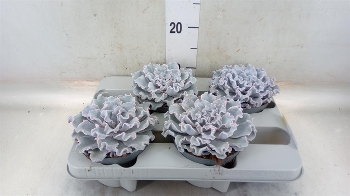 <h4>Echeveria   ...</h4>