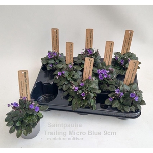 Saintpaulia   ...