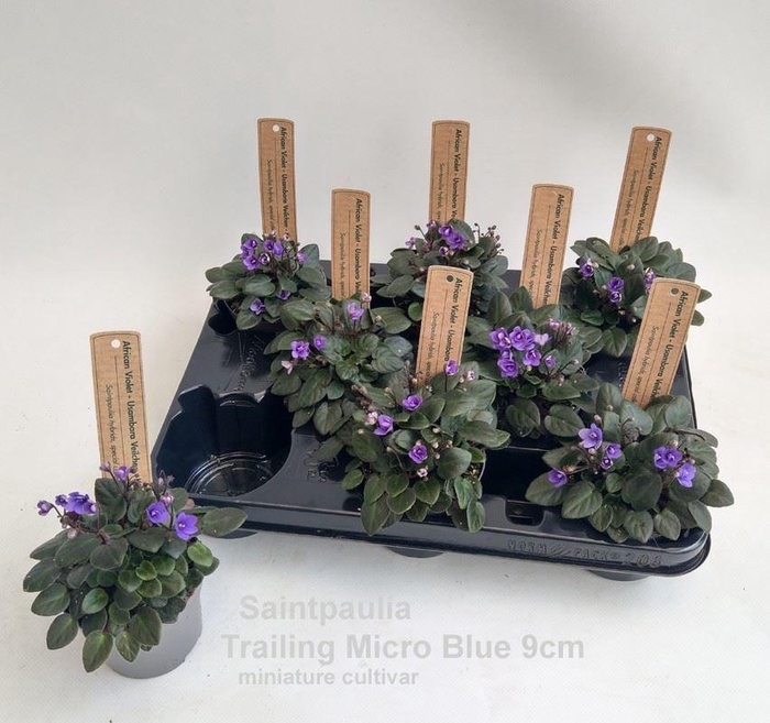 <h4>Saintpaulia   ...</h4>