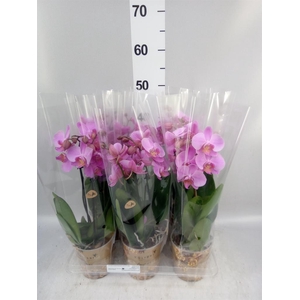 Phalaenopsis   ...mix