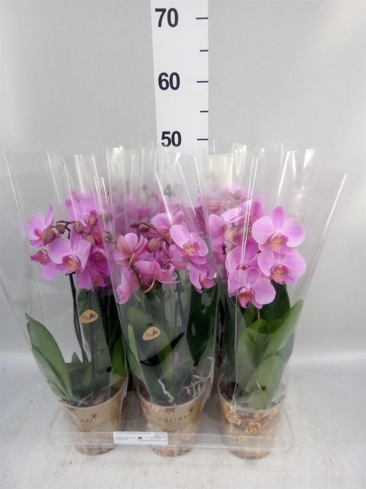 <h4>Phalaenopsis   ...mix</h4>