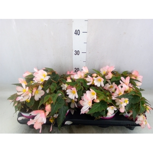 Begonia boliv. 'Angel Pink'
