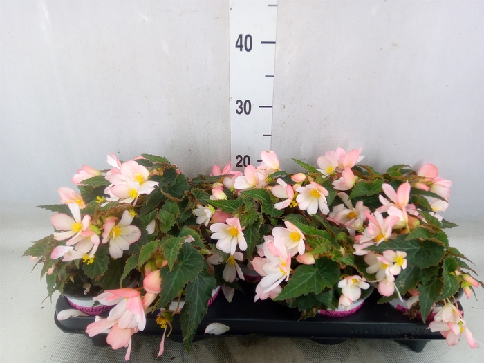<h4>Begonia boliv. 'Angel Pink'</h4>