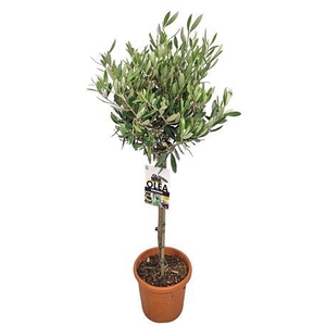 Olea Europaea Stem - 1241