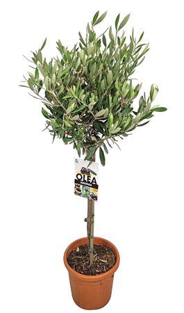 <h4>Olea Europaea Stem - 1241</h4>