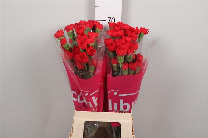 <h4>Di St Don Pedro</h4>