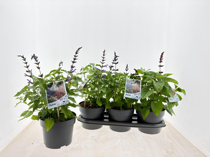 <h4>SALVIA SALGOON GEM</h4>