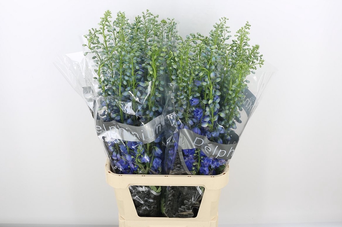 <h4>Delph Du Trit D Blue</h4>