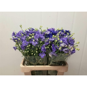 DELPH EL BIJOU AQUAMARINE