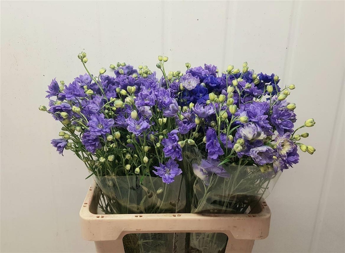 <h4>DELPH EL BIJOU AQUAMARINE</h4>
