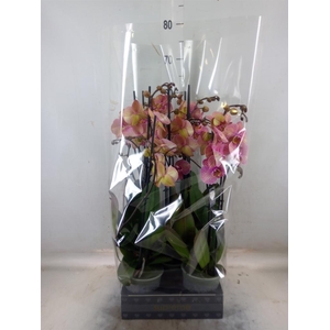 Phalaenopsis  'Jupiter'