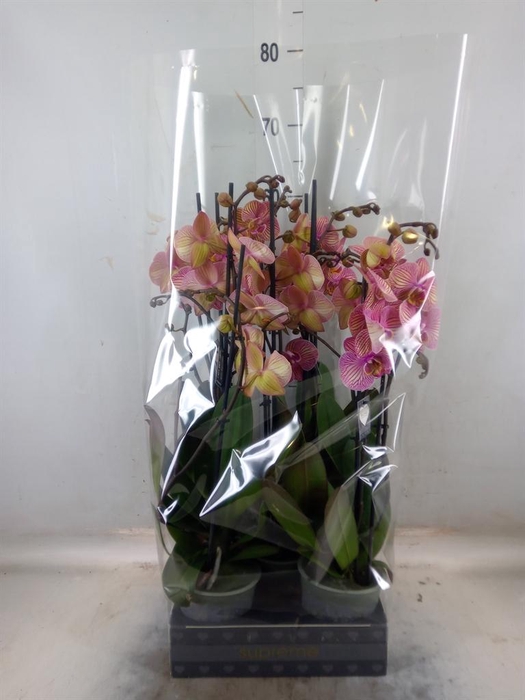 <h4>Phalaenopsis  'Jupiter'</h4>
