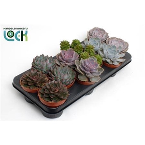 Echeveria Gemengd