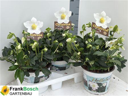 <h4>Hell Ni Hgc Jasper 15 Bloemen++</h4>