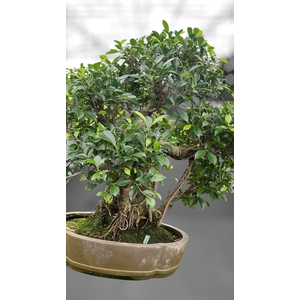 Ficus retusa, pot 49cm. Height 80cm.( single item)