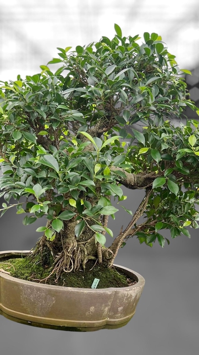 <h4>Ficus retusa, pot 49cm. Height 80cm.( single item)</h4>