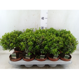 Myrsine africana