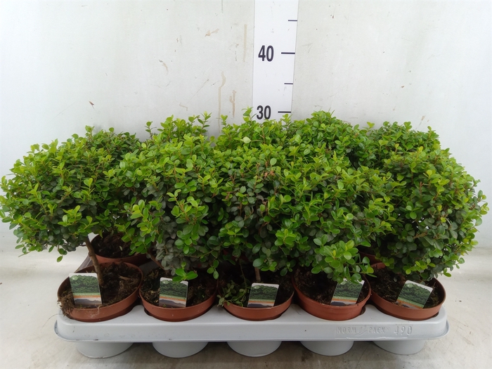 <h4>Myrsine africana</h4>