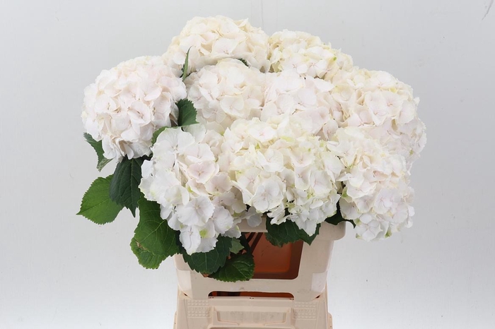 <h4>Hydr M Ch Sw Verena</h4>