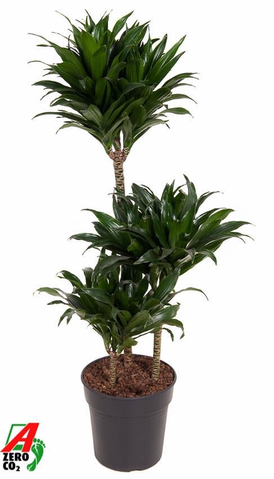 Dracaena Compacta