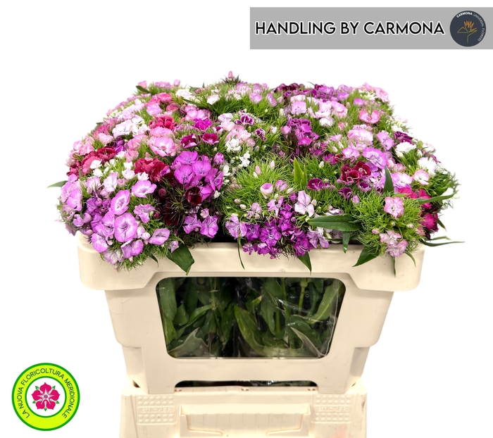 <h4>DI BARB GEM</h4>