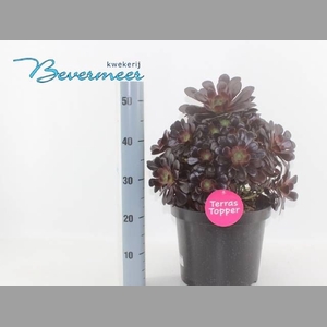 AEONIUM AB VELOURS