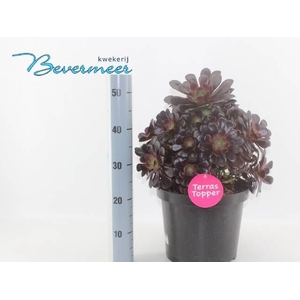 AEONIUM AB VELOURS