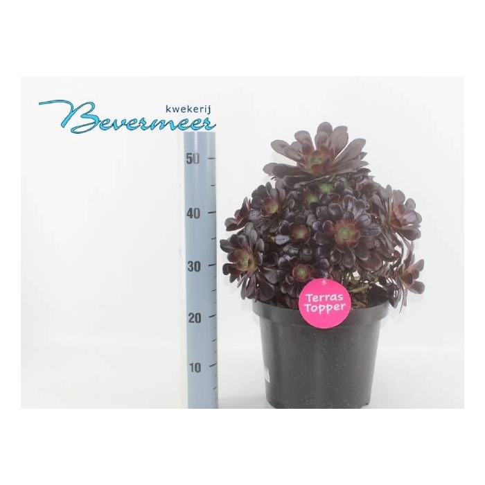 <h4>AEONIUM AB VELOURS</h4>