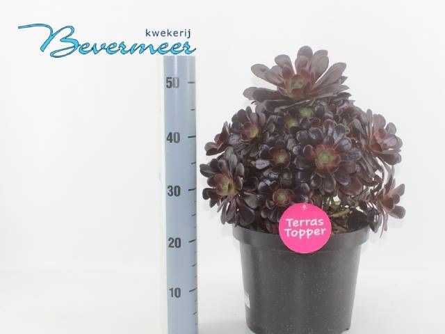<h4>AEONIUM AB VELOURS</h4>
