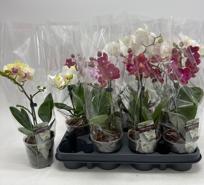 <h4>PHAL GEM</h4>