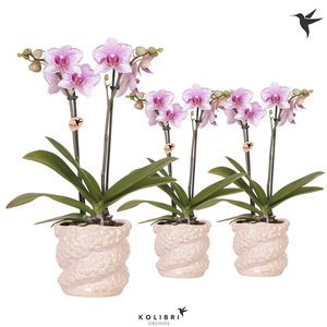 Kolibri Orchids Phalaenopsis pink 2 spike in Octopus pot