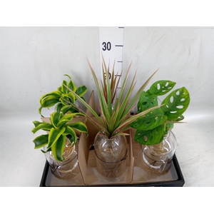 Arr.   Kamerplant Groen L%