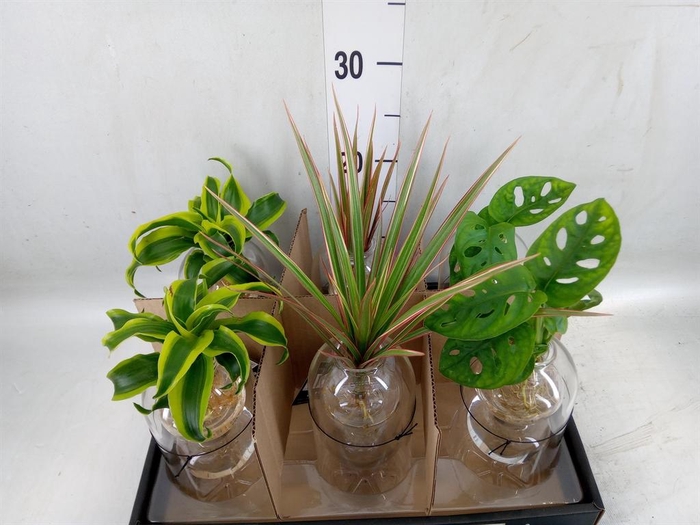 <h4>Arr.   Kamerplant Groen L%</h4>