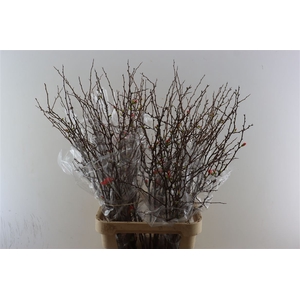 Chaenomeles X Superba.ca 100/110cm