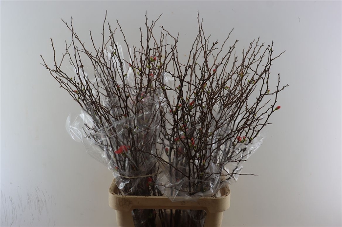 <h4>Chaenomeles X Superba.ca 100/110cm</h4>