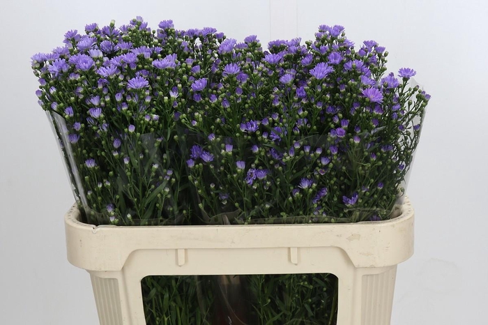 <h4>Aster Cassandra</h4>