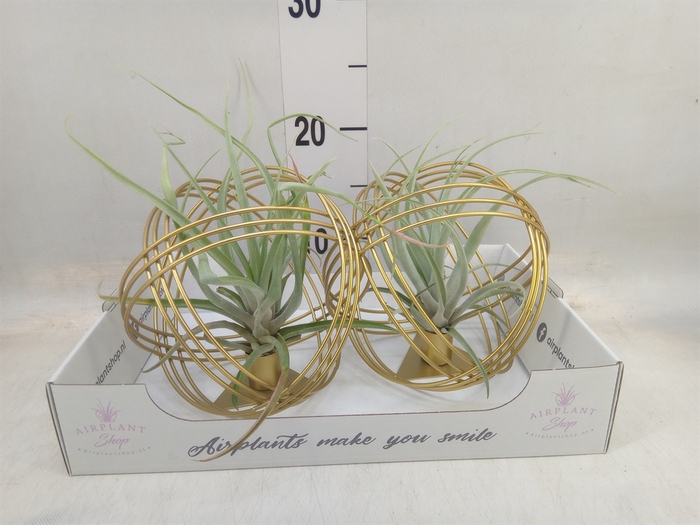 <h4>Tillandsia</h4>
